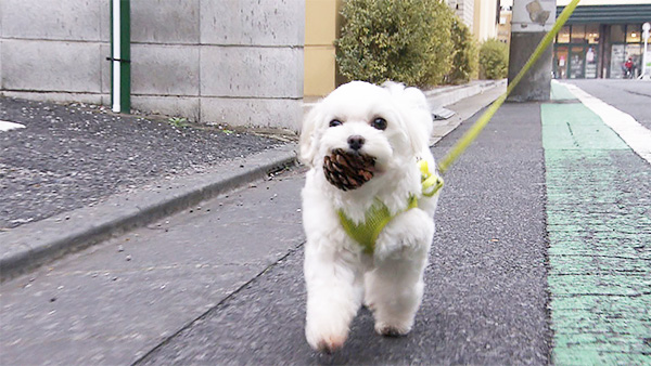 ピース きょうのわんこ 写真3