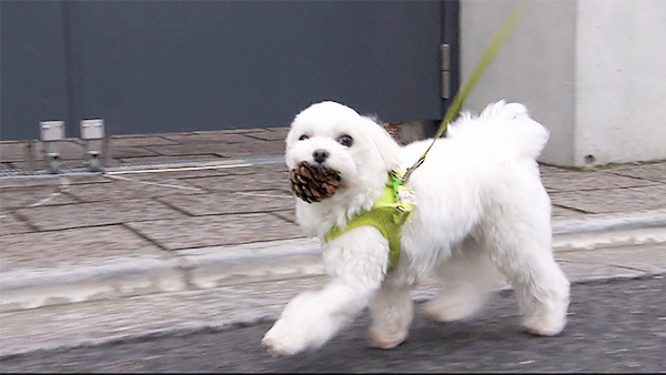 ピース きょうのわんこ 写真4