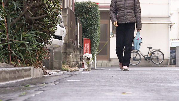 ピース きょうのわんこ 写真5