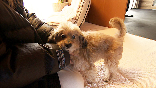 ピッコロ きょうのわんこ 写真2