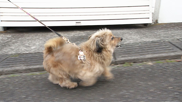 ピッコロ きょうのわんこ 写真3