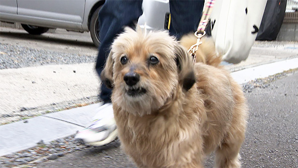 ピッコロ きょうのわんこ 写真5