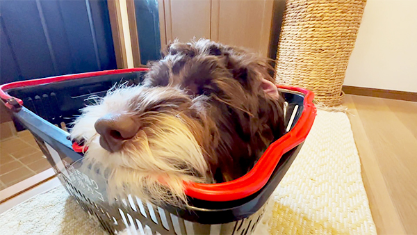 ユロ きょうのわんこ 写真4