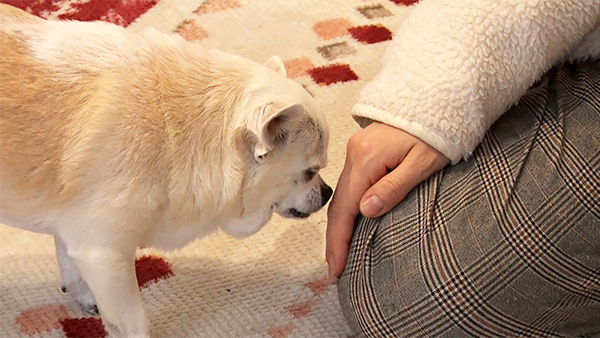 みるく きょうのわんこ 写真3