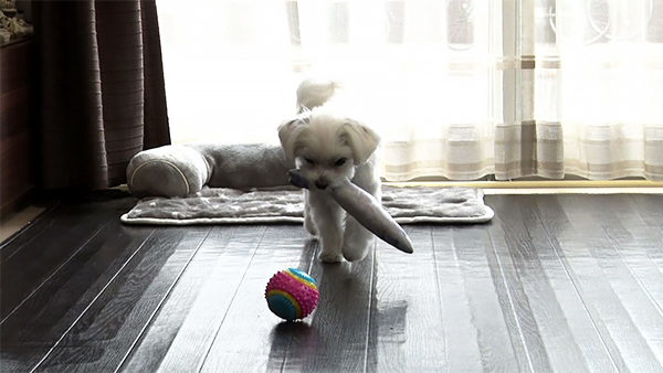 はなまる きょうのわんこ 写真2