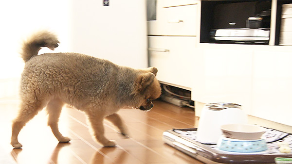 茶々丸 きょうのわんこ 写真4