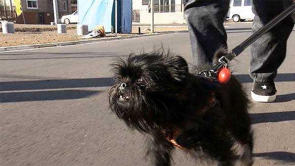 テディー きょうのわんこ 写真2