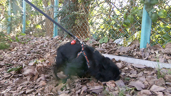 テディー きょうのわんこ 写真4