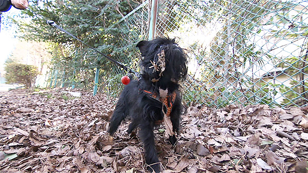 テディー きょうのわんこ 写真5