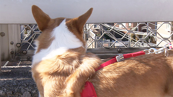 ピーチ きょうのわんこ 写真3