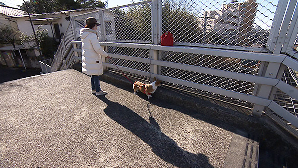 ピーチ きょうのわんこ 写真4