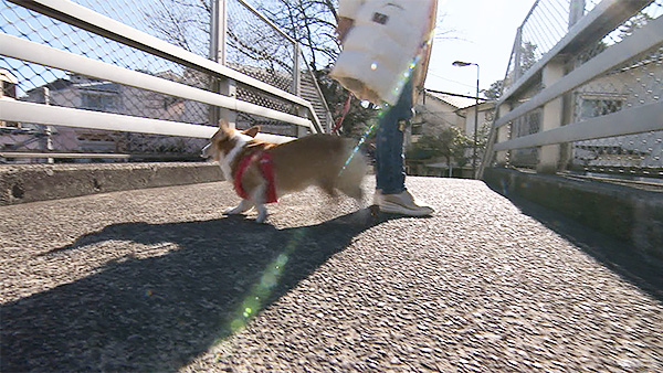 ピーチ きょうのわんこ 写真5