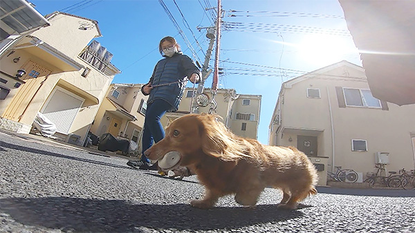 ララ きょうのわんこ 写真3