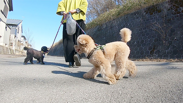 はるきち きょうのわんこ 写真4