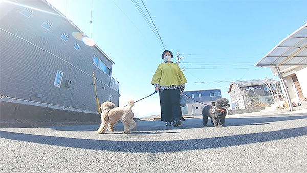 はるきち きょうのわんこ 写真5