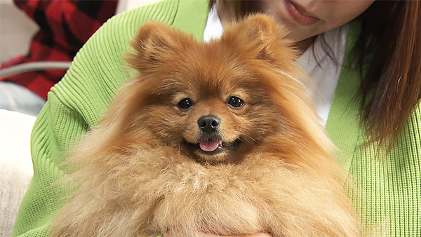 ぽん太 きょうのわんこ 写真1