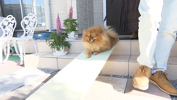 ぽん太 きょうのわんこ 写真3