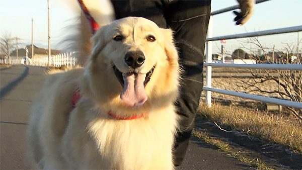 くるみ きょうのわんこ 写真1