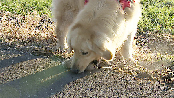 くるみ きょうのわんこ 写真3