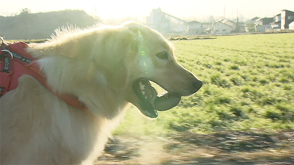 くるみ きょうのわんこ 写真4