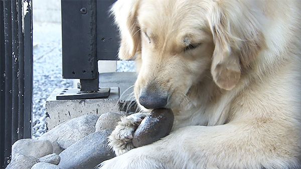 くるみ きょうのわんこ 写真5