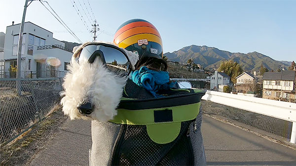 ロペス きょうのわんこ 写真4