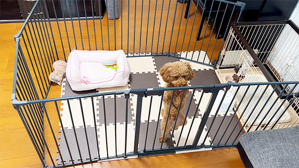 メル きょうのわんこ 写真3