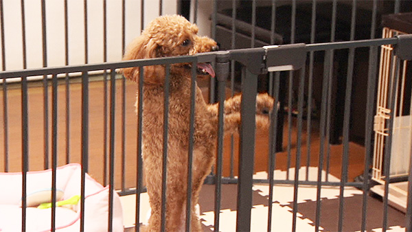 メル きょうのわんこ 写真4