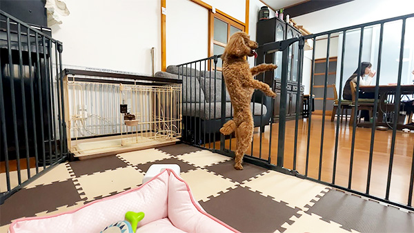 メル きょうのわんこ 写真5