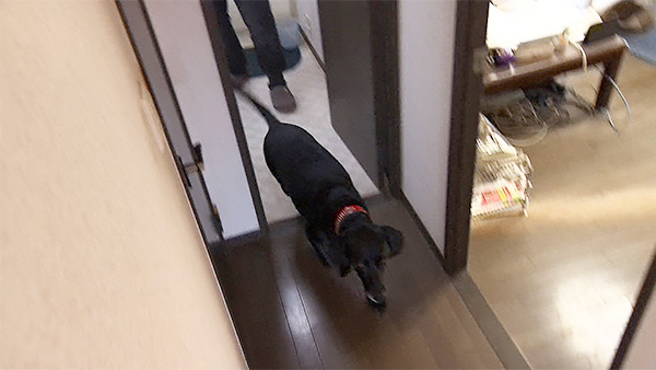 もも きょうのわんこ 写真4