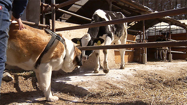 みそかつ きょうのわんこ 写真4