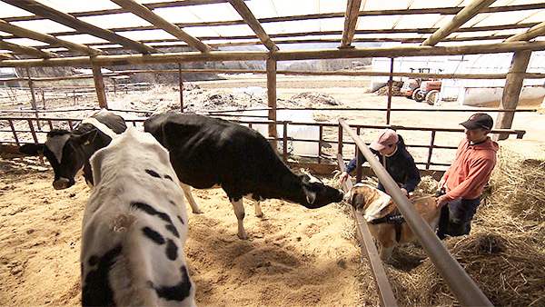 みそかつ きょうのわんこ 写真5