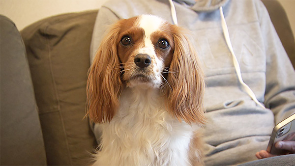 謙信 きょうのわんこ 写真1