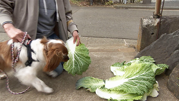 謙信 きょうのわんこ 写真4