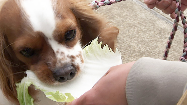 謙信 きょうのわんこ 写真5