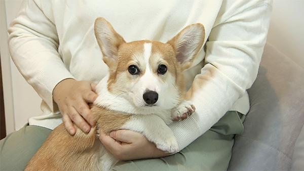 ゴン太 きょうのわんこ 写真1