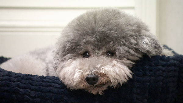 ふくすけ きょうのわんこ 写真2