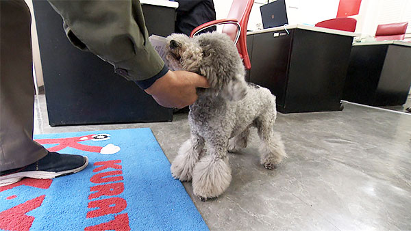 ふくすけ きょうのわんこ 写真3