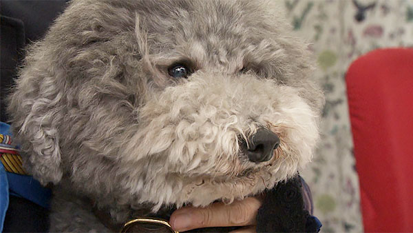 ふくすけ きょうのわんこ 写真5