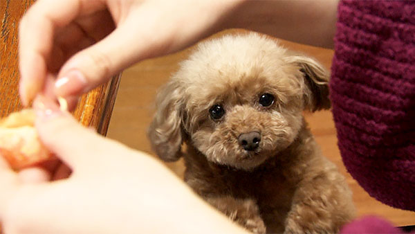 レア きょうのわんこ 写真2