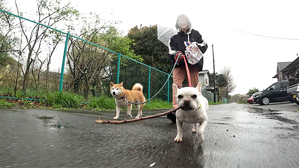 リル＆ペル きょうのわんこ 写真2