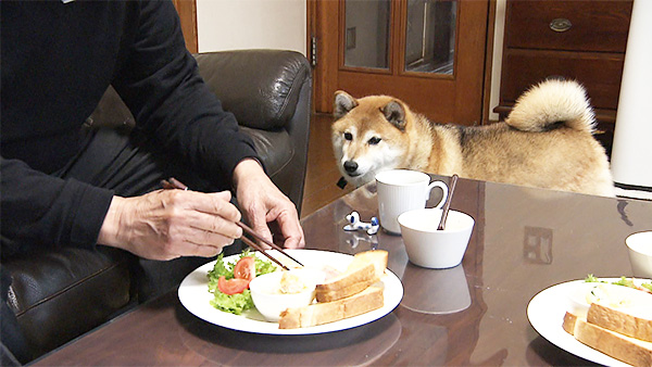 ユキ きょうのわんこ 写真2