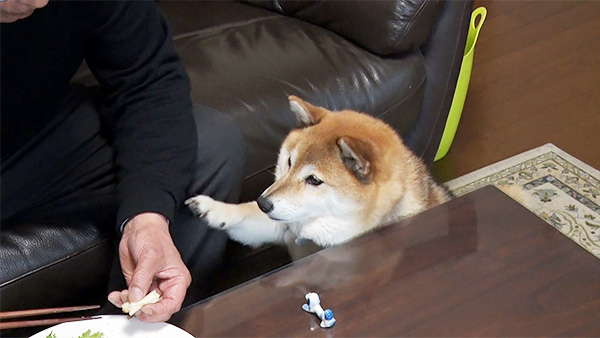 ユキ きょうのわんこ 写真3