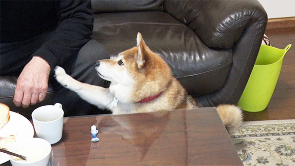 ユキ きょうのわんこ 写真4