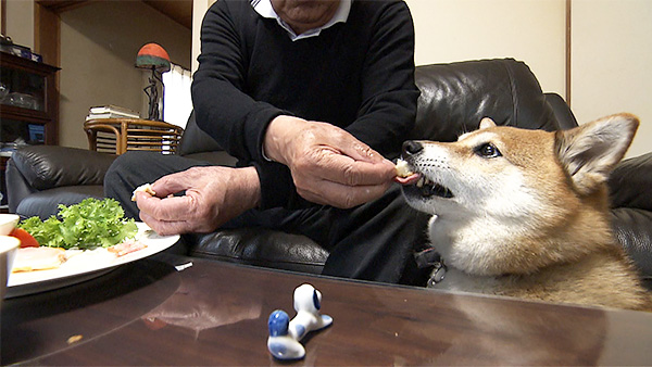 ユキ きょうのわんこ 写真5