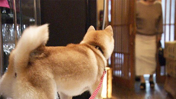 つくね きょうのわんこ 写真3