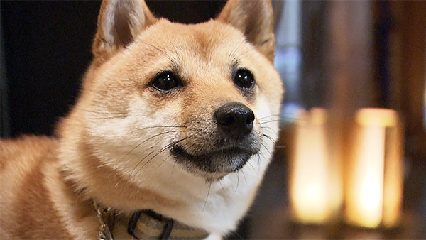 つくね きょうのわんこ 写真5