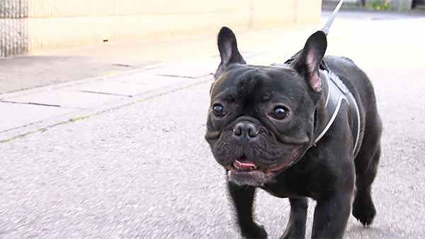 6678 ばん - めざましテレビ｜きょうのわんこ - フジテレビ