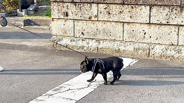 6678 ばん - めざましテレビ｜きょうのわんこ - フジテレビ