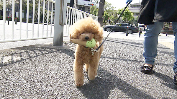 クッキー きょうのわんこ 写真1